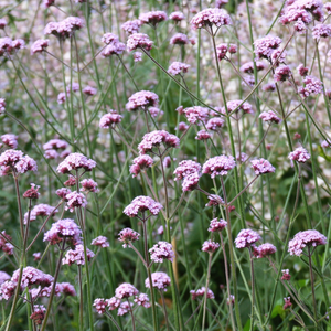 Schmetterlinge Blumen